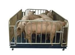 Cân lợn nhiều con - Cân Điện Tử Tân Nguyên An - Công Ty TNHH Công Nghệ Tân Nguyên An